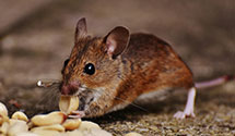 24 Hour & Emergency Exterminators in French Island, WI